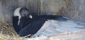 The National Aviary launched a live webcam on a pair of Andean Condors, Lianni and Lurch, which are tending to an egg expected to hatch in early June.