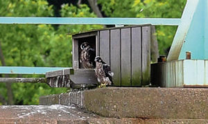 Two of three young peregrine falcons sit at a nesting box on the Tarentum Bridge on Thursday<ins>,</ins><ins> June 6, </ins><ins>2019</ins>.