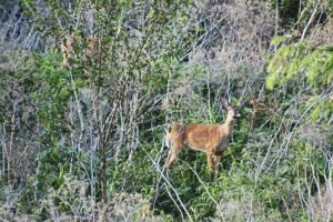 The number of white-tailed deer with chronic wasting disease in pennsylvania continues to grow.