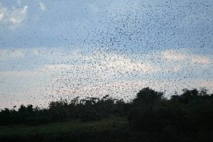 Purple Martin migrating, shown here in 2007, fill the sky over Lake Murray in Columbia, S.C.