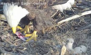 The first eaglet of the year to hatch at the Pittsburgh Hays bald eagle nest, March 23, 2021.